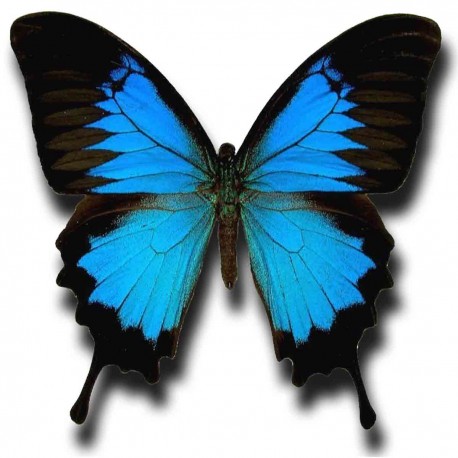 Tatoo temporaire papillon Morpho réaliste 
